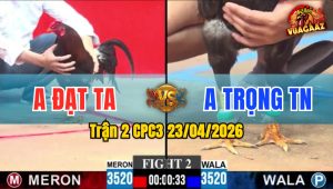 Trận 2 CPC3 23/04/2026 - Gà Đỏ Ra Đòn Cựa Quá Khủng Xanh Chịu Không Nổi