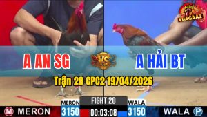 Trận 20 CPC2 19/04/2026 - Chú Mỹ Tới Tang Trận Gà Này