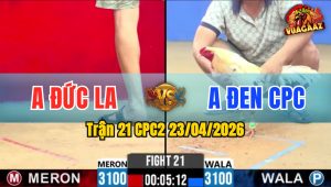 Trận 21 CPC2 23/04/2026 - Gà Xanh Canh Đâm 1 Cựa Vào Tim Lụm Tiền