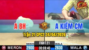 Trận 21 CPC2 24/04/2026 - Gà Bướm Đá Phản Hạ Luôn Gà Anh Kiểm CM