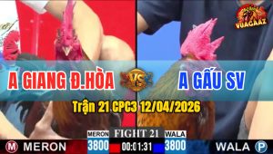 Trận 21 CPC3 12/04/2026 - 2 CON BƯƠI SIẾT GÃY GIÒ CẢ 2, ĐIỀU BÔNG ĐỨNG ĐƯỢC LỤM LÚA