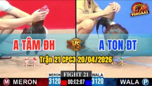 Trận 21 CPC3 20/04/2026 - Xanh Đứng Gồng Còn Đỏ Yếu Chân Sụp Hết Giờ