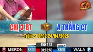 Trận 23 CPC2 24/04/2026 - Gà Điều Idol Quãng Yến Nhi Chồng Độ Ăn Đẳng Cấp