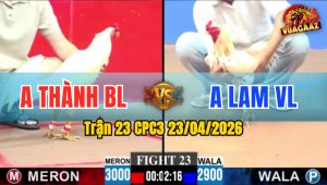 Trận 23 CPC3 23/04/2026 - Gà Bướm Toàn Canh Nạp Cựa Ngay Mu Lưng