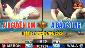 Trận 24 CPC2 10/04/2026 - Úa Giao Nạp Quá Hay 2 Đá Chuối Hư Hình Hết Cứu