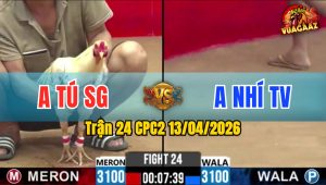 Trận 24 CPC2 13/04/2026 - Vàng Đá Bo Quá Lớn Bướm Nằm Biệt Dưới Chân