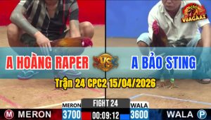 Trận 24 CPC2 15/04/2026 - Điều Quá Nhanh Vàng Nằm Biệt Chị 3 Cú Đá