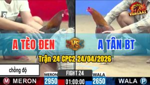 Trận 24 CPC2 24/04/2026 - Gà Điều Anh Tèo Đen Chồng Độ Lên Lớp Thành Công