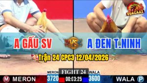 Trận 24 CPC3 12/04/2026 - Cú Đâm Điều Hư Hình  Gồng Hết Nổi