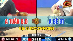 Trận 25 CPC2 23/04/2026 - Gà Anh Tuấn BĐ Đá Đòn Quá Hiểm
