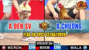 Trận 26 CPC3 12/04/2026 - Khét Dở Chân là Thấy Cựa  Bướm Gãy Nhanh Chóng