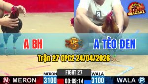 Trận 27 CPC2 24/04/2026 - Gà Két Anh Tèo Đen Đá Chân Quá Dâm