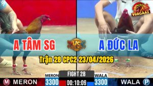 Trận 28 CPC2 23/04/2026 - Gà Que Anh Tâm SG Có Đòn Cựa Hiểm