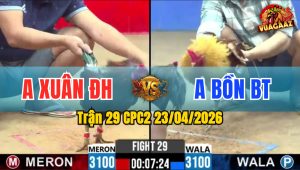 Trận 29 CPC2 23/04/2026 - Gà Đỏ Đá Gà Xanh Banh Nằm 1 Đống