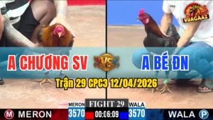 Trận 29 CPC3 12/04/2026 - Điều Vàng Gửi Cây Mu Lưng  Điều Xanh Ói Tại Chỗ