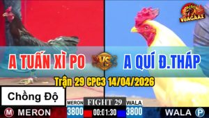 Trận 29 CPC3 14/04/2026 - Đỏ Đâm Như Giang Hồ  Hạ Xanh Nhanh Gọn
