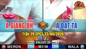 Trận 29 CPC3 23/04/2026 - Gà Đỏ Canh Nạp 1 Cây Cựa Hiểm