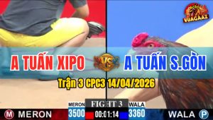 Trận 3 CPC3 14/04/2026 - Điều Lụm Xám Chưa Tới 3 Chân