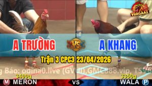 Trận 3 CPC3 23/04/2026 - Gà Điều Đá Cựa Đâm Như Giang Hồ