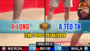 Trận 3 CPC3 25/04/2026 - Gà Anh Tèo TN Đá Toàn Cựa Hiểm