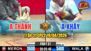 Trận 31 CPC2 19/04/2026 - Điều Đâm Dã Man  Nạp Vài Chân Bướm Ói Xĩu Bưng Ra