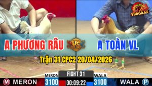 Trận 31 CPC2 20/04/2026 - Bướm Đá Không Đâm Cú Đá Quay Đầu Bỏ Chạy