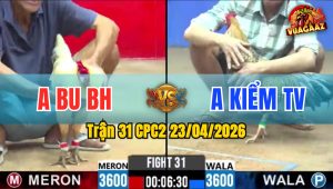 Trận 31 CPC2 23/04/2026 - Gà Úa Anh Kiểm Có Đòn Cựa Quá Hiểm