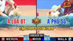 Trận 31 CPC3 23/04/2026 - Gà Xanh Đá Cái Bo Như Xe Tải Đụng