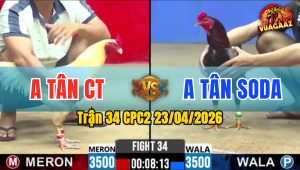Trận 34 CPC2 23/04/2026 - Gà Anh Tân CT Đá Đâm Như Đời Tới
