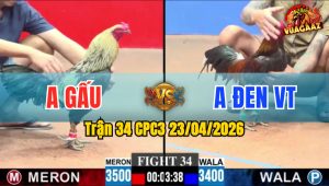 Trận 34 CPC3 23/04/2026 - Gà Đỏ Đá Quá Nhanh Quá Nguy Hiểm