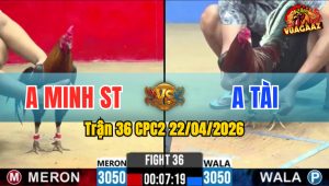Trận 36 CPC2 22/04/2026 - Gà Điều Anh Tài Có Chân Cựa Chí Mạng