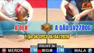 Trận 36 CPC3 16/04/2026 - Điều Đá Nhanh Như Chớp  Bưng Khét Ra sân