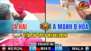 Trận 36 CPC3 18/04/2026 - Gà Bướm Đá Toàn Cựa Tịch Hạ Gà Điều