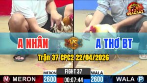 Trận 37 CPC2 22/04/2026 - Gà Camelo Của Anh Thơ BT Đá Quá Ác