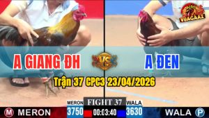 Trận 37 CPC3 23/04/2026 - Gà Xám Hiệu Đá Vài Chân Là Ăn Gọn