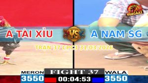 Trận 37 CPC3 31/03/2026 - Gà Xanh Đá Đâm Như Sát Thủ Đỏ Vào Kính Xách Đuôi Ra