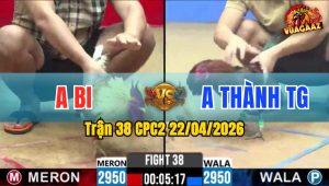 Trận 38 CPC2 22/04/2026 - Gà Cú Anh Bi Canh Nạp 1 Cựa Đúng Chỗ Hiểm