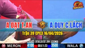 Trận 39 CPC3 16/04/2026 - Đỏ Hơn 6 Chấm Gà Và Cái Kết