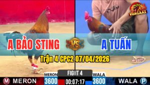 Trận 4 CPC2 07/04/2026 - Điều Đá Đúng 3 Chân Xanh Bay Bồ La Miệng