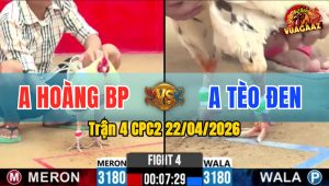 Trận 4 CPC2 22/04/2026 - Gà Anh Hoàng BP Đá Canh Chặn Khôn Khéo