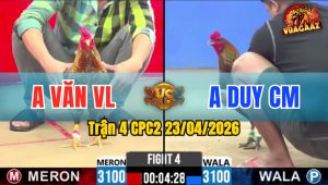 Trận 4 CPC2 23/04/2026 - Gà Xanh Đá Cái Bo Quá Khủng Gà Đỏ Gãy Cổ