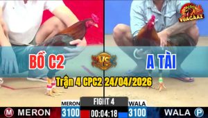 Trận 4 CPC2 24/04/2026 - Gà Bồ C2 Đá Đâm Thấy Nóng Lạnh
