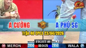 Trận 40 CPC3 23/04/2026 - Gà Chuối Đá Trình Cao Hơn Gà Đỏ Chịu Thua