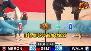 Trận 41 CPC3 16/04/2026 - Điều Đá Đòn Như Xe Đụng Hạ Xám Nhanh Gọn