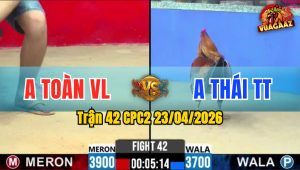 Trận 42 CPC2 23/04/2026 - Gà Anh Thái TT Tải Cựa Quá Khủng Khiếp