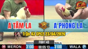 Trận 43 CPC2 23/04/2026 - Gà Chuối Lửa Anh Phong Long An Đâm Ác