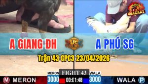 Trận 43 CPC3 23/04/2026 - Gà Xanh Đá Đâm Như Sát Thủ