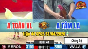Trận 44 CPC2 23/04/2026 - Gà Anh Toàn VL Đá Đâm Ngay Ông Địa