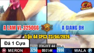 Trận 44 CPC3 23/04/2026 - Gà Điều Đá Bo Lớn Hạ Xanh Nhanh Gọn