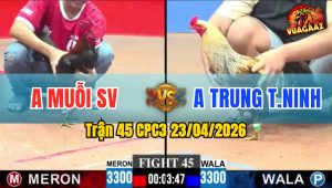 Trận 45 CPC3 23/04/2026 - Gà Chuối Đá Không Cho Đối Thủ Trở Tay